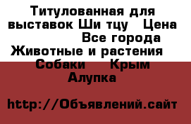 Титулованная для выставок Ши-тцу › Цена ­ 100 000 - Все города Животные и растения » Собаки   . Крым,Алупка